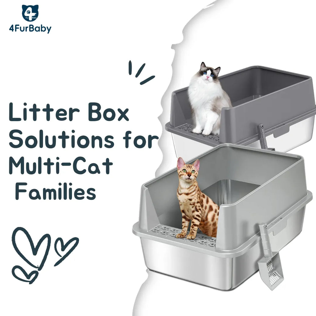 Cat Harmony at Home: How the N+1 Rule and Smart Boxes Make Life Easy