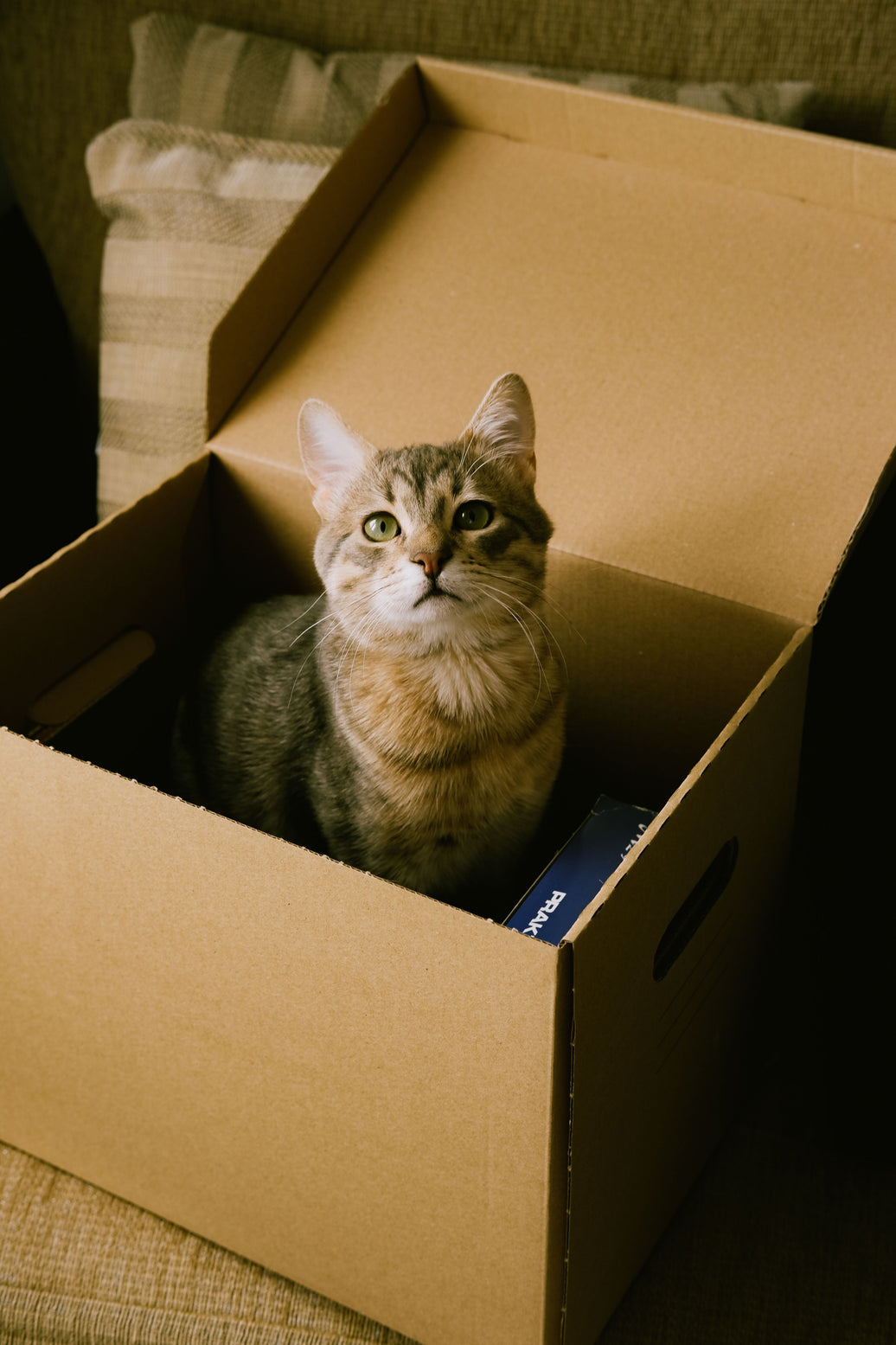 First-Time Cat Owner Checklist: What You Need Before Bringing a Cat Home