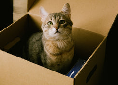 First-time cat owner preparing a home for a cat