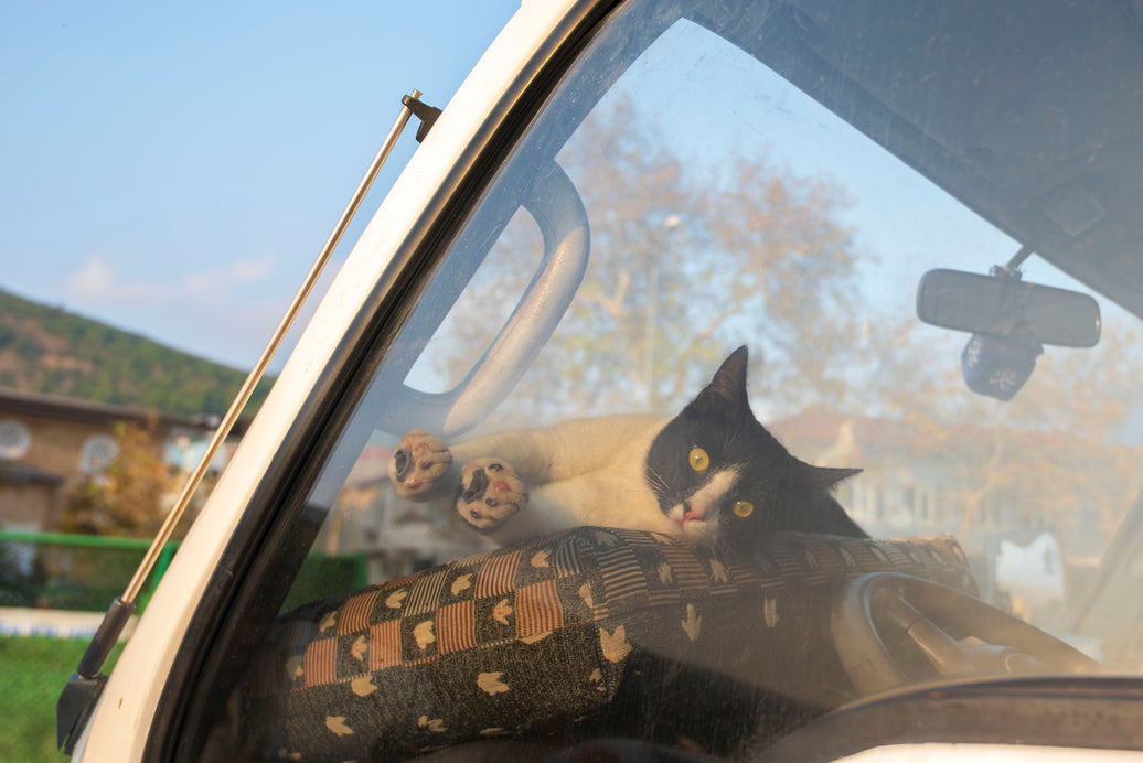 Get Ready for Labor Day: Fun Ways to Celebrate With Your Cats and Dogs