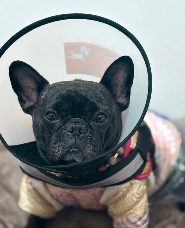 Post-Surgery Dog Care: Why No Baths and What to Do Instead - 4FurBaby