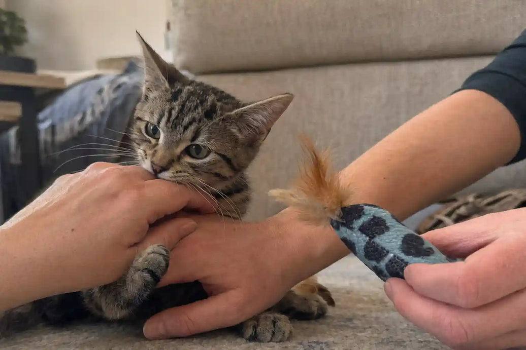 Why Does My Kitten Keep Biting Me?