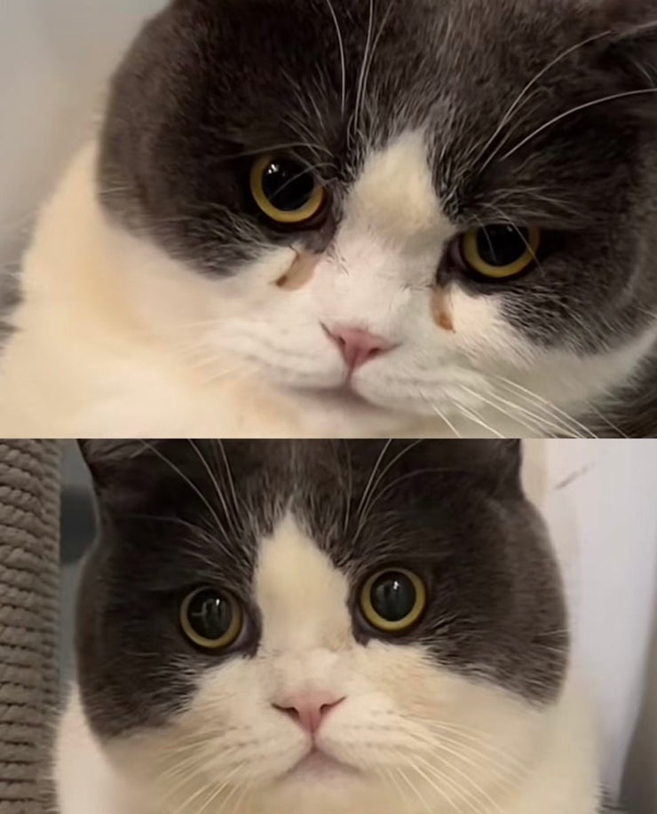 Say Goodbye to Cat Tear Stains: Understanding, Preventing, and Treating Epiphora at Home - 4FurBaby