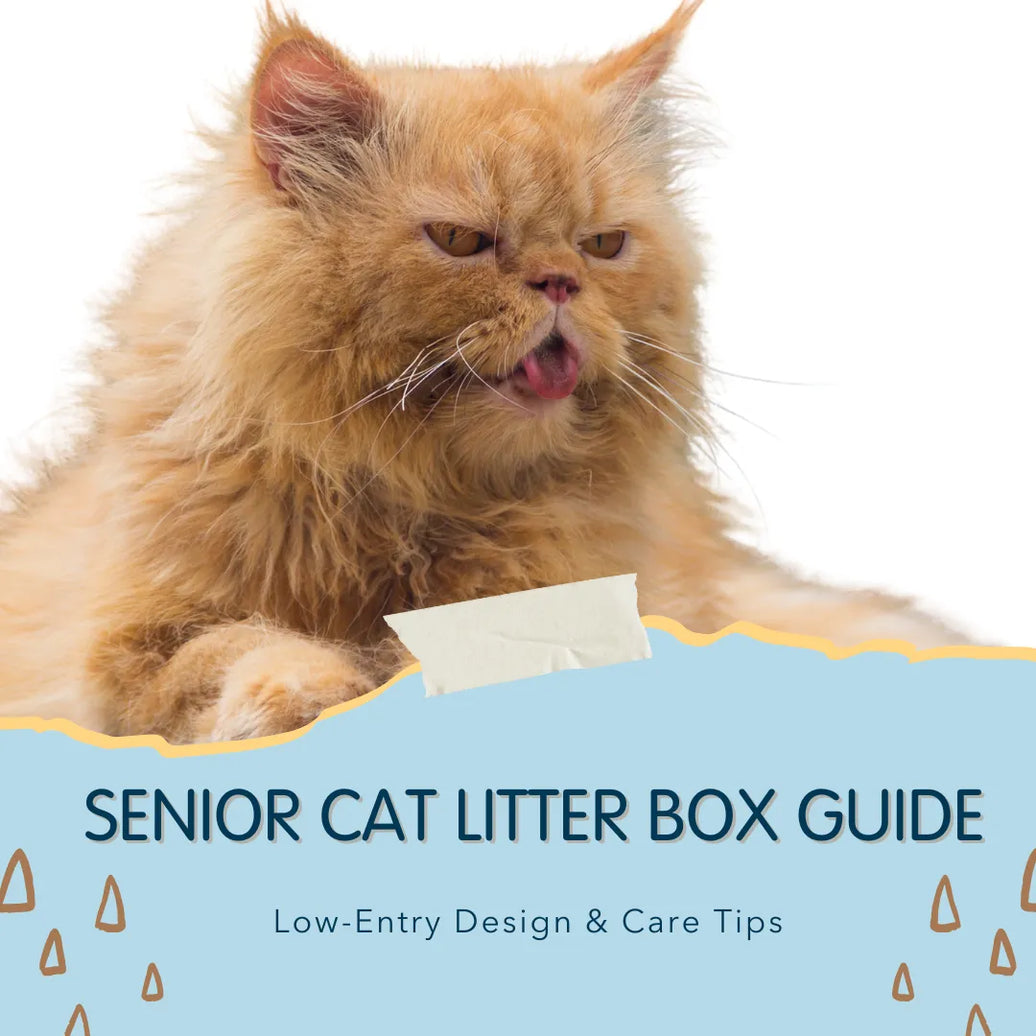 Caring for Senior Cats: Choosing the Best Low-Entry Litter Box