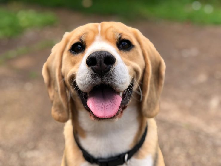 The Art of Dog Leashes: Making Every Walk a Tail-Wagging Adventure - 4FurBaby