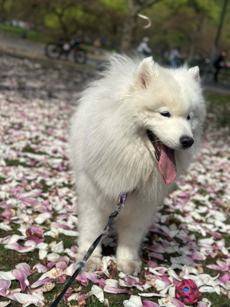 The Hidden Dangers of Rope Toys: Why I’ll Never Give One to My Dog Again - 4FurBaby
