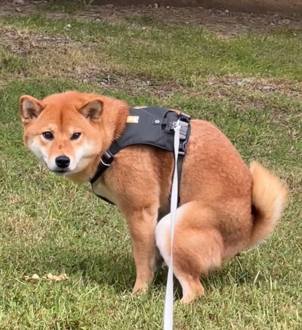 What Your Dog’s Poop Is Telling You: A Real-World Guide for Every Furbaby Parent - 4FurBaby