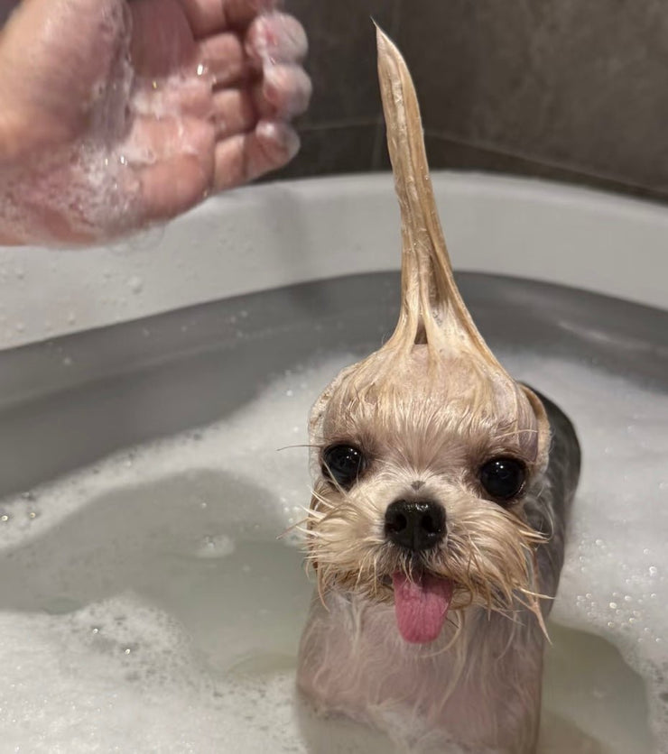 When Can Puppies Have Their First Bath? An In-Depth Guide for New Pet Parents - 4FurBaby