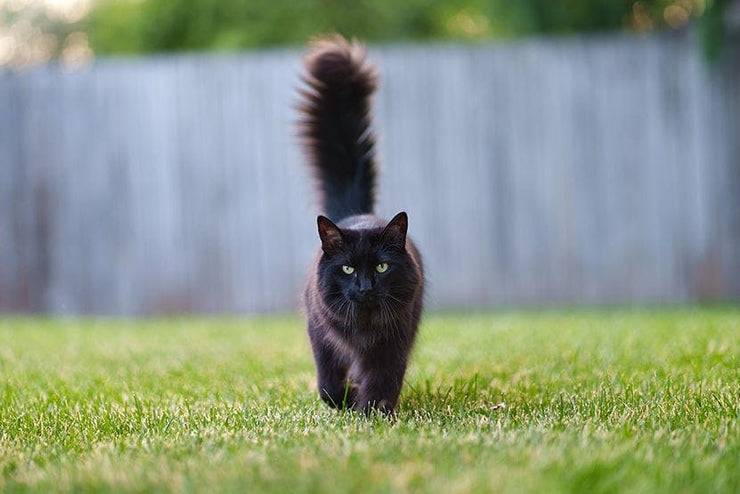 When Tails Talk: Understanding Your Cat's Emotions and Choosing the Right Products - 4FurBaby