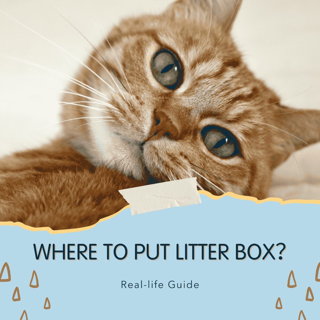 Where to Put Litter Box｜Best Placement Tips for a Clean and Happy Home