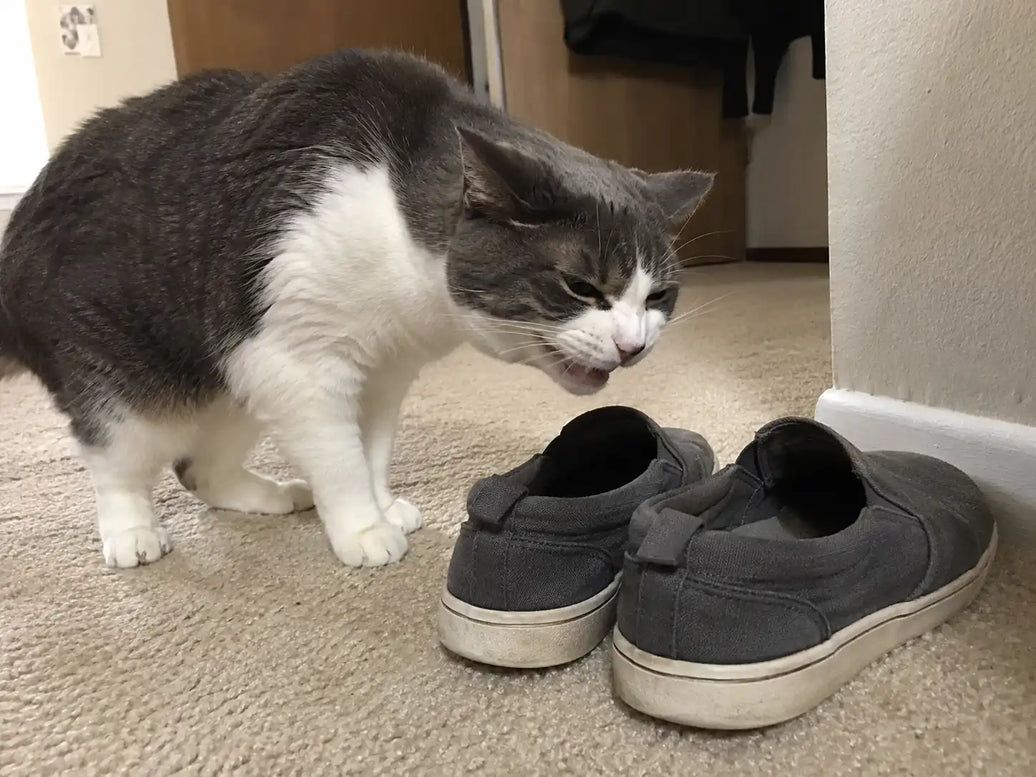 Why does my cat make a shocked face after smelling something?
