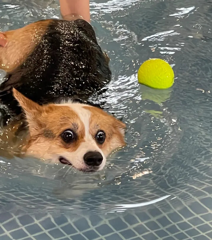 Bath Shy Dog? Gentle, Eco-Friendly Cleaning Wipes Are the Answer