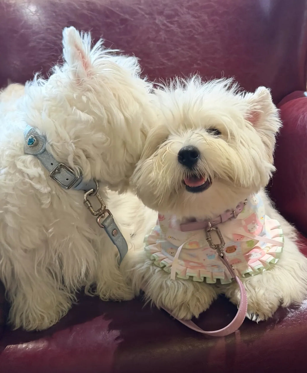 Why Do Dogs Lick Each Other’s Ears?