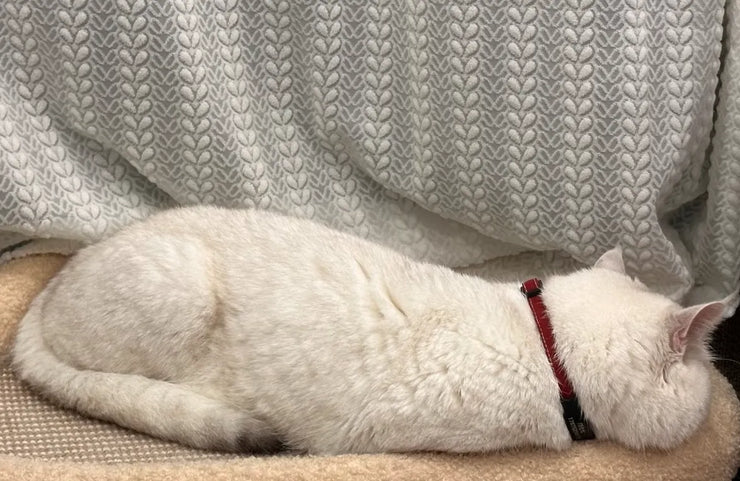 Why Does My Cat Pee on My Clothes? In-Depth Guide for Cat Parents