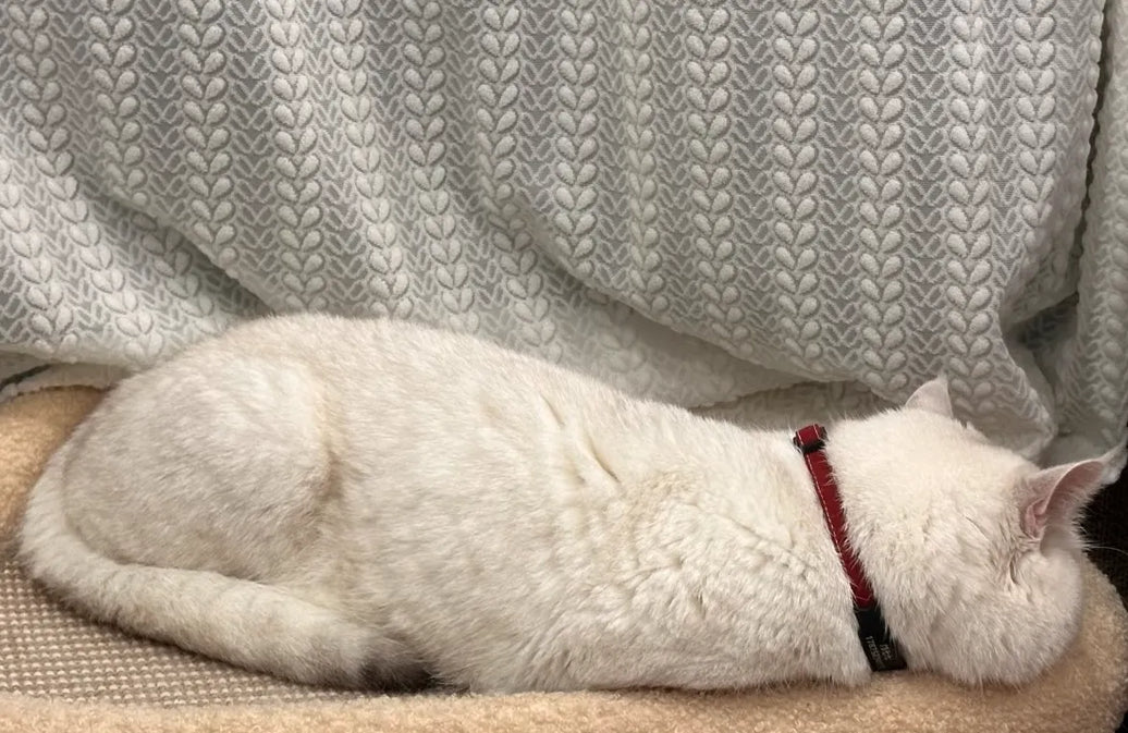 Why Does My Cat Pee on My Clothes? In-Depth Guide for Cat Parents