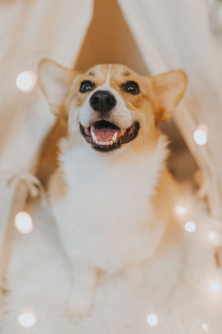 Holiday Sale - 4FurBaby
