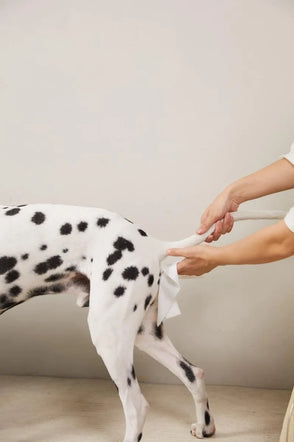 Person cleaning a Dalmatian dog's tail with a cloth against a plain background
