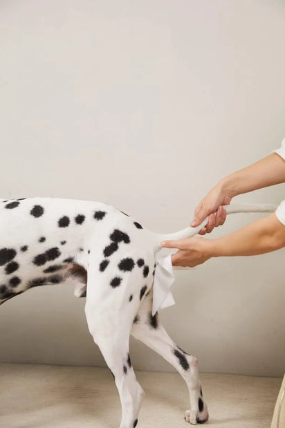 Person cleaning a Dalmatian dog's tail with a cloth against a plain background