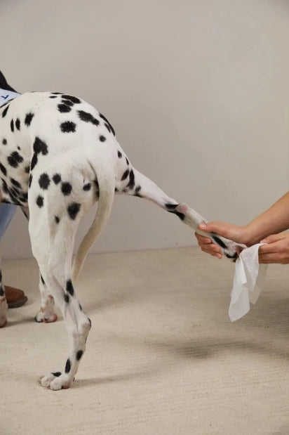 Person cleaning a Dalmatian dog's tail with a white cloth on a neutral background