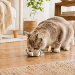 Make Everyday Mealtime Simple With a Handled Stainless Steel Cat Bowl