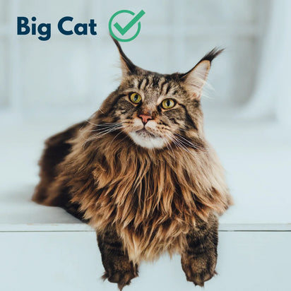 4furbaby low entry litter box for big cats