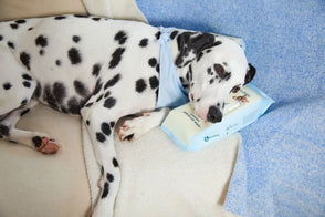 Dalmatian dog lying on a cushion with a book titled 'Goodnight Moon' on a blue blanket.