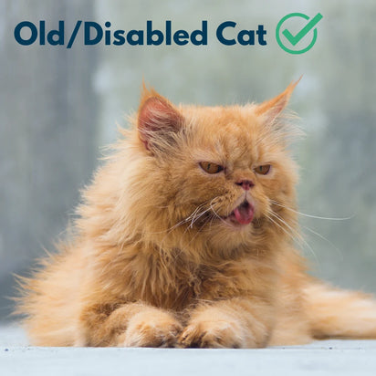 4furbaby low entry litter box for old or disabled cats