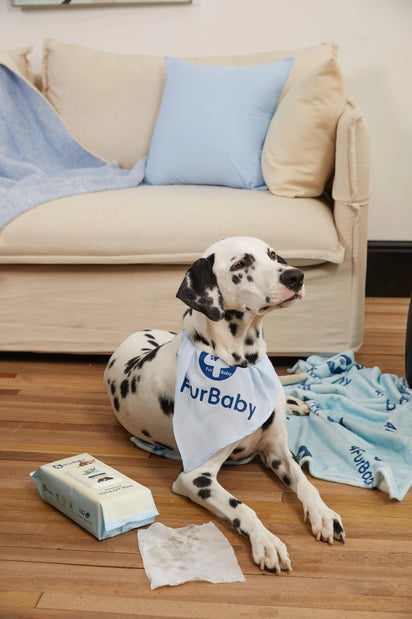 Dog sitting on a wooden floor with a 'furBaby' towel and box in a living room setting.