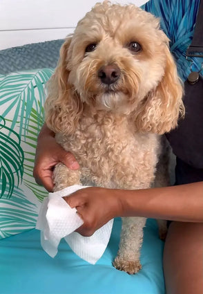 Dog being petted by a person on a blue cushion with a palm leaf pattern
