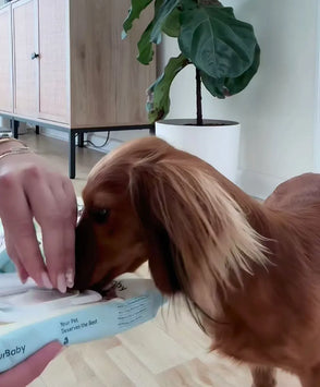 Dog sniffing a product with a person's hand in a home setting