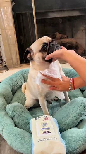 Pug dog being petted on a green cushion with a bottle of pet product in the foreground.
