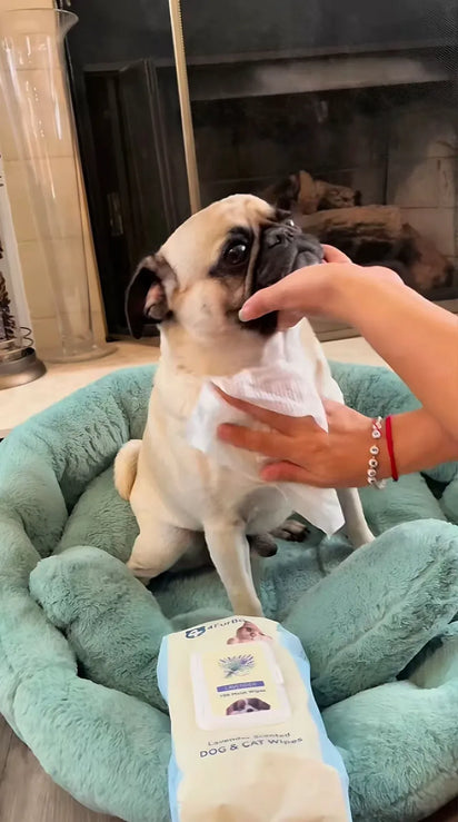 Pug dog being petted on a green cushion with a bottle of pet product in the foreground.