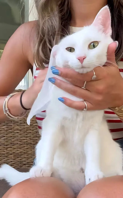 Person holding a white cat with blue nail polish on their nails.