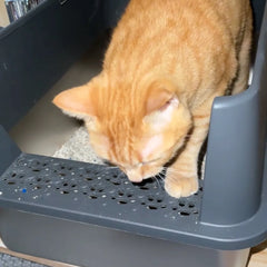 Cat using a 4FurBaby high-sided stainless steel litter box