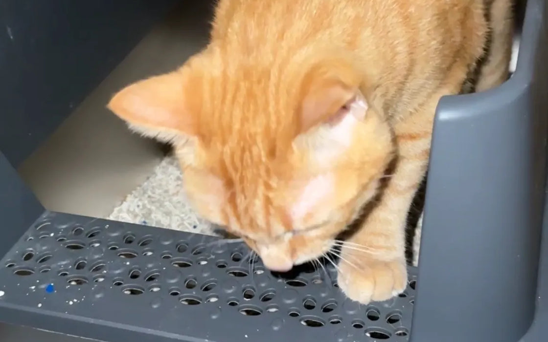 Cat using a roomy high-sided stainless steel litter box