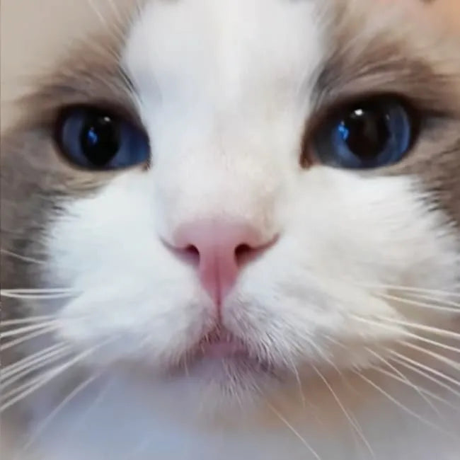 Close-up of a cat with blue eyes and white fur.