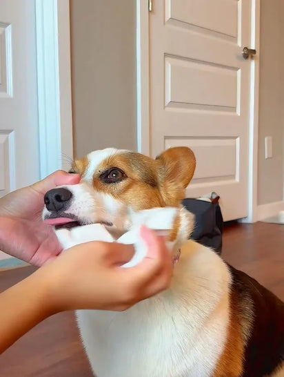 Person petting a corgi dog indoors