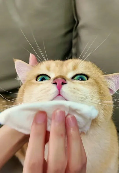 Cat with green eyes and a pink nose being held by a person
