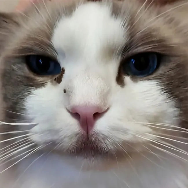 Close-up of a cat with blue eyes and a white face