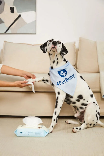 Dalmatian dog wearing a '4FurBaby' bandana sitting on a couch with tissues and a box.