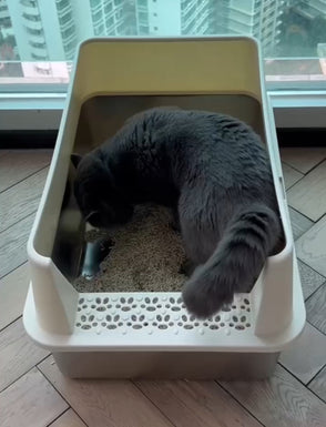 cat in 4furbaby cat litter box