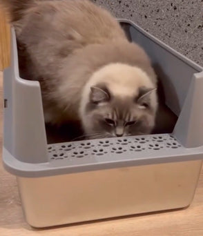 cat in 4furbaby cat litter box