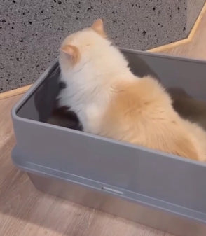 cat in 4furbaby cat litter box