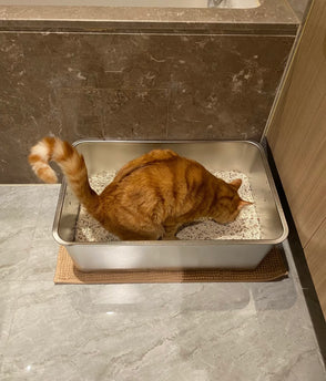 cat in 4furbaby cat litter box
