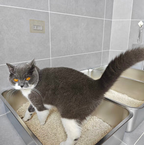 cat in 4furbaby cat litter box