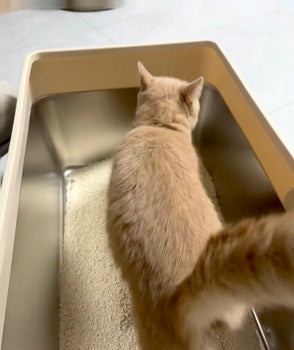 cat in 4furbaby cat litter box 7