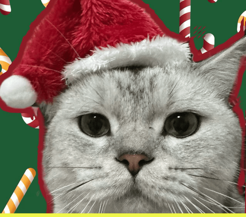 FREE SHIPPING - Stainless Steel Cat Litter Box & Toy Bundle: Holiday Set for  Feline Friend - 4FurBaby- pet Santa Hat