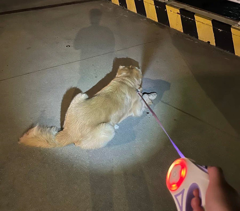 LED Light - Up Retractable Dog Leash - Automatic Pet Walking Leash with Colorful Breathing Light - 4FurBaby