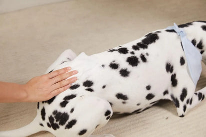 Dalmatian dog lying on a beige carpet with a person's hand petting it