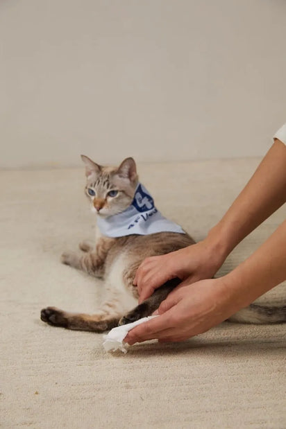 Cat wearing a bandana with a brand logo, lying on a carpeted floor with a person's hand petting it.